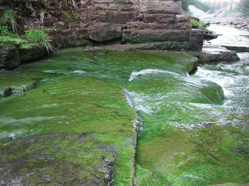 Fig. 2. The River Nent at Nentsberry, Cumbria, northern England (UK National Grid reference NY 766449). The green colour on the river bed is due to prolific growth of metal-tolerant populations of the chlorophyte Stigeoclonium tenue, which accounts for approximately 80% of the biovolume of algae in the river (Kelly, Citation2012).