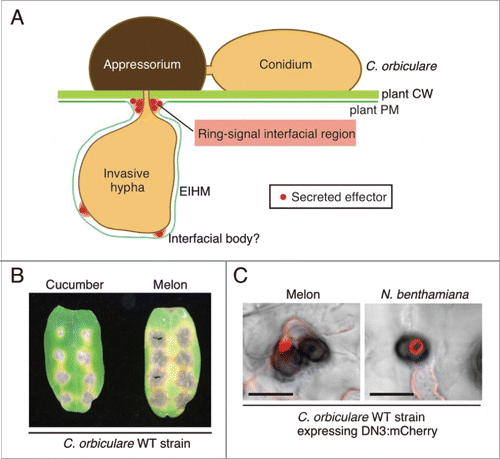 Figure 1. C. orbiculare secretes effectors at the interfacial region, as visualized by DN3:mCherry as a ring signal, during the susceptible interaction with multiple plant species. (A) Schematic model of the spatial secretion strategy of the effectors in C. orbiculare for plant infection. Using melanized appressorium, C. orbiculare penetrates the cell wall (CW) of susceptible plants and subsequently develops biotrophic invasive hyphae. The developed biotrophic invasive hyphae are surrounded by the extrainvasive hyphal membrane (EIHM), which is continuous with the plant plasma membrane (PM). C. orbiculare preferentially secretes virulence-related effectors, such as DN3, at the interfacial region located around the neck region of primary biotrophic invasive hyphae, which is called ring-signal interfacial region. C. orbiculare also likely secretes effectors at randomly distributed interfacial bodies. (B) Inoculation of the C. orbiculare wild-type (WT) strain 104-T on cotyledons of both melon and cucumber. A conidial suspension (5 × 105 conidia/mL) of 104-T was drop-inoculated on cotyledons of both melon and cucumber, and the inoculated plants were incubated for 7 d. (C) Focal accumulation of the DN3 effector, which is secreted by C. orbiculare during the susceptible interaction with multiple plant species. A C. orbiculare WT strain expressing the DN3 effector:mCherry fusion protein under the TEF promoter was inoculated on melon cotyledons or N. benthamiana leaves. Images were taken at 3 d postinoculation (dpi) for melon and at 4 dpi for N. benthamiana using confocal laser scanning microscopy. Bars = 10 μm.