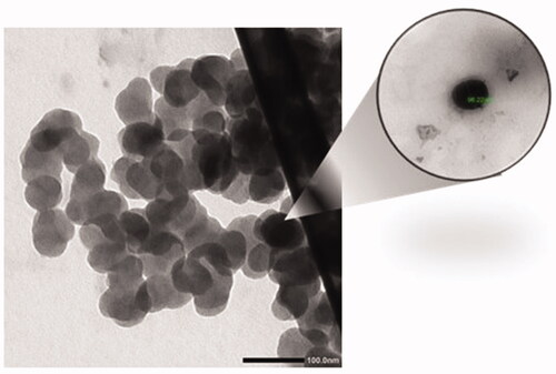 Figure 3. TEM image of NLC-cinnamon oil formulation.