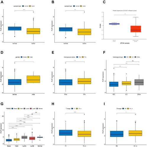 Figure 1 Associations between PLAT expression and clinical–pathological parameters in BC. Low expression of PLAT was observed in tumor tissues both in all samples (A) and paired samples (B). Protein expression of PLAT in normal and primary tumor tissues with CPTAC samples (C). PLAT expression was analyzed in female and male (D), postmenopausal and premenopausal (E) patients, with different histological types (F), including invasive ductal carcinoma (IDC), invasive lobular carcinoma (ILC), and all other specific types, different PAM50 molecular subtypes (G), different tumor size (H) (T1 versus T2, T3, and T4), and different lymph node metastasis status (I) (N0 versus N1, N2, and N3). T1, tumor ≤20 mm in greatest dimension; T2, Tumor >20 mm but ≤50 mm in greatest dimension; T3, Tumor >50 mm in greatest dimension; T4, Tumor of any size with direct extension to the chest wall or the skin (ulceration or macroscopic nodules); invasion of the dermis alone does not qualify as T4; N0, no regional lymph node metastasis; N1, metastases in 1 to 3 axillary lymph nodes; N2, metastases in 4 to 9 axillary lymph nodes; and N3, metastases in 10 or more axillary lymph nodes. The asterisks represent the statistical p-value (ns: p > 0.05, *p ≤ 0.05, **p ≤ 0.01, ***p ≤ 0.001, ****p ≤ 0.0001).