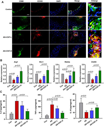 Figure 3 CNT promoted M2 macrophage polarization in vivo. (A) Immunofluorescence staining of the co-localization of CD68 (green) and CD163 (red) in the aortic roots. The right panels were the corresponding partially enlarged images in white boxes. Bar=50 μm. (B) qPCR analysis of the relative mRNA levels of M2 markers in the aortic tissues, including Arg1, Mrc1, Retnla, and Chi3l3. (C) Contents of IL-6, TNF-α and IL-10 in the aortic tissues were determined by ELISA. Data were expressed as mean ± SD.