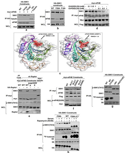 Figure 5. eIF4E interacts with S6K1-TOS motif and primes it for activation (a) eIF4E-S6K1 interaction does not depend on the activity state of S6K1. HA tagged WTS6K1, its phospho-mutant forms, S6K1T412A and S6K1T412E and Tubulin (serving as negative control) were co-transfected with myc-eIF4E in HEK293 cells. 60 hours post transfection, cells were lysed, HA immunoprecipitated and immunoblotted. The immunoblots were analyzed for eIF4E levels. (b-d) eIF4E binds TOS motif of S6K1. HA tagged WTS6K1 alongside its point mutants F28A and F16A were transfected in HEK293T cells. The cells were grown in serum supplemented DMEM for 60 hours after transfection. Cells were lysed and the lysates were subjected to HA immuno-precipitation and immunoblotting. The immunoblots were analyzed for endogenous levels of eIF4E (b).Flexible protein peptide docking conducted through CABS-doc webserver represents the binding potential of the eIF4E with TOS motifs of S6K1 and 4EBP1 (c). Flag-S6K1 stable HEK293 cells were transfected with myc-eIF4E. 60 hours post transfection, cells were lysed and lysates were subjected to myc IP. Prior to immunoblotting, increasing concentrations of intact (FDIDL) or disrupted (ADIDL) TOS motif bearing peptides were added to the immunoprecipitates in indicated manner. The immunoblots were probed for the levels of S6K1 (d). (e, f) Raptor does not mediate eIF4E-S6K1 interaction. HEK293 cells were infected with raptor shRNAs to generate raptor knockdown cell line. Scrambled shRNA was used as control. The cells were transfected with myc tagged WT-eIF4E, its phospho-mutants, and tubulin (serving as negative control). Additionally, 1 µg of HA-raptor encoding plasmid was transfected in raptor shRNA cell line to rescue its knock down effect. The cells were grown in serum supplemented DMEM for 60 hours after transfection. Cells were lysed in ice-cold lysis buffer, subjected to myc-IP and immunoblotted. The immunoblots were analyzed for S6K1 levels (e).Flag-S6K1 stable cell lines were transfected with eIF4E variant 30–217, its phosphodeficient and phosphomimicked variants. 60 hours post transfection, cells were lysed and subjected to myc-IP and immunoblotting. The immunoblots were analyzed for the levels of S6K1 (f). (g) Phosphorylation at T412 site does not compensate for TOS dysfunction. HEK293 cells were transfected in indicated manner with HA tagged WTS6K1 and ∆NHS6K1 and their phosphomimicked (T412E) variants. 60 hours post transfection, cells were lysed and subjected to HA-IP to monitor S6K1 activity. S6K1 kinase activity was monitored using GST-S6 as a substrate in an in vitro kinase assay. The immunoblot represents levels of indicated proteins. (h) eIF4E-TOS motif interaction relieves S6K1 from CTD inhibition to prime it for activation HEK293 cells transfected with HA tagged WTS6K1, TOS mutant (F28A) and carboxy terminus deleted variant of TOS mutant (F28A ∆CT), were grown in serum supplemented DMEM for 48 hours and then serum starved for 12 hours. Prior to lysis, cells were serum stimulated for 30 minutes directly or in presence of 50 nM rapamycin. The lysates were HA immunoprecipitated to monitor the S6K1 activity. The immunoblot was further analyzed for T412 phosphorylation levels of S6K1