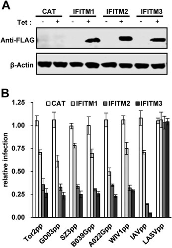 Figure 4. IFITM proteins restrict SL-CoV spike-mediated viral entry. (A) FLIP-IN T-Rex 293 cells which expressed CAT or indicated IFITM proteins were cultured in DMEM with/without 1μg/ml tetracycline. Twenty-four hours later, expression of IFITM proteins was tested by western blot assay by using anti-FLAG antibody. (B) ACE2-transfected FLIP-IN T-Rex 293 cells, which expressed CAT or IFITMs proteins, were cultured in the existence or of absence of tetracycline (1μg/ml) in 96-well plate, and then were infected with similar amount of pseudotyped virus particles of SARS-CoVs and SL-CoVs. Influenza virus A virus and Lassa virus (LASV) were used as positive and negative control, respectively. The luciferase activity was measured at 48 h post-infection. Relative infection activity refers to the ratio of luciferase efficiency in cells grown in 1μg/ml Tet over which in cells grown without Tet. Error bars reveal the standard deviation (n = 4).