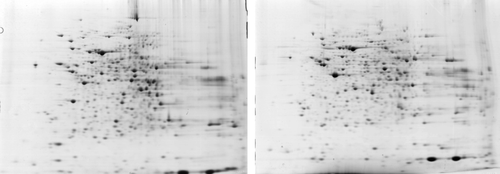 Figure 1.  Heat-shocked testes (7 d) and control 2DE maps. Left: a representative 2D map of the control testes. Right: a representative 2D map of the heat-shocked testes on day 7.