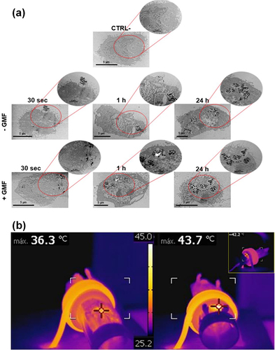 Figure 7 (a) Interaction of BMNPs with 4T1 cells in the presence/absence of a continuous gradient magnetic field analyzed at TEM, micrographs of the cells incubated with the 100 µg/mL of BMNPs for different periods of time. The micrographs are representative of alternate serial cuts of the cell pellets of each sample. Scale bar, 5 µm. (b) In vivo antitumor activity of BMNPs under the influence of AMF, Images were captured using a thermic camera of a representative mouse without (left) and with (right) injected BMNPs during AMF treatment. Note the different colors within the circle on the backside of the mouse.Citation284