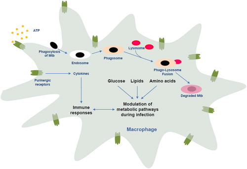 Figure 1. Metabolism and innate immunity.