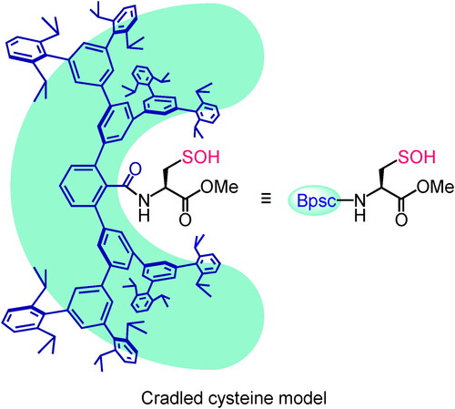 Figure 3. Cradled cysteine model for stabilization of cysteine-derived reactive intermediates such as Cys–SOH.