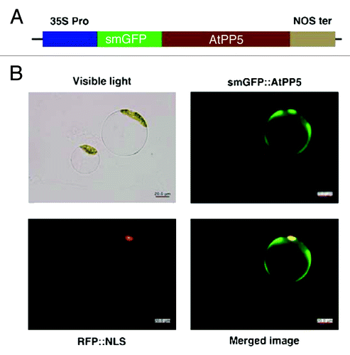 Figure 3. Subcellular localization of AtPP5 fused with GFP in Arabidopsis protoplasts. (A) Schematic diagram of plasmid construct for transforming plant cells for fluorescent confocal microscopy. Expression of the fused genes was driven by the CaMV 35S promoter (35S Pro) and terminated by the nopaline synthetase terminator (NOS ter). Arabidopsis protoplasts were transformed with the resultant constructs and fluorescent images were obtained 12 to 48 h after transformation. Green and red images are GFP and RFP fluorescence signals of smGFP::AtPP5 and RFP::NLS, respectively.