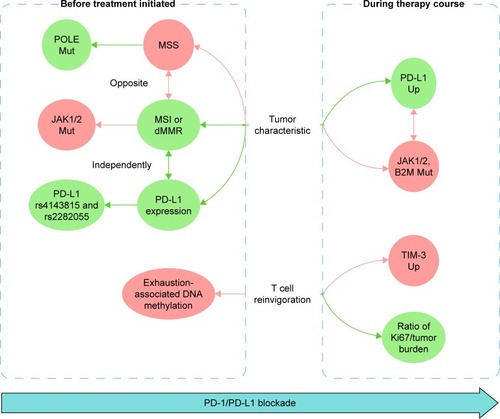 Figure 3 A comprehensive network of predictive biomarkers for PD-1/PD-L1 blockade.