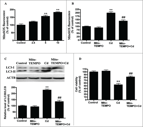 Figure 2. Mitochondrial-derived O2•− mediates Cd-induced autophagy in cultured HepG2 cells. (A) Quantification of mitochondrial-derived O2•− levels using a fluorescence spectrometer after HepG2 cells were treated with Cd at different concentrations for 12 h. HepG2 cells were preincubated with Mito-TEMPO (10 μM) for 2 h and then treated with 10 μM Cd, then the mitochondrial-derived O2•− levels (B), LC3 level (C) and cell viability (D) were determined. The results are expressed as a percentage of the control, which is set at 100 %. The values are presented as the means ± SEM, **p < 0.01 versus the control group, ##p < 0.01 vs. the Cd (10 μM) group. (n=6.)