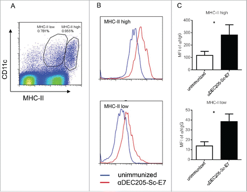 Figure 2. DC targeting vaccine efficiently targets DCs in vivo. C57BL/6 mice were injected with 200 pmol αDEC205-Sc-E7 protein, along with 30 μg CpG1826 and 30 μg Poly I:C as an adjuvant. Twenty hours later, cells were isolated from DLNs and stained. (A) Anti-MHC II and anti-CD11c antibodies were used to gate the DC populations. (B) and (C) Vaccine uptaken by DCs was measured by intracellular staining of the hIgG portion of the vaccine. Representative FACS plots (B) and the statistical analysis of the isotype-subtracted geometric MFI are shown (C). Data represent two independent experiments.