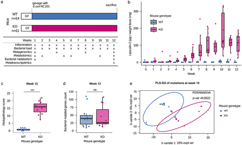 Figure 1. Application of a mouse model of IBD to test the effect of gut inflammation on the evolution of NC101.