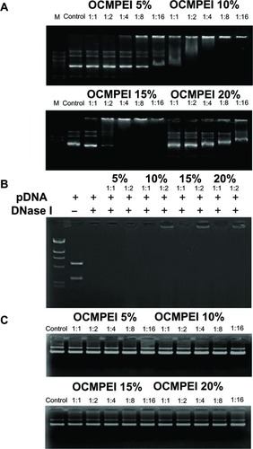 Figure 3 Gel retardation assay of the pDNA/OCMPEI polyplexes.Notes: (A) Electrophoretic mobility shift assay of pDNA/OCMPEI polyplexes at weight ratios. (B) DNase protection assay of pDNA/OCMPEI polyplexes (w/w: 1:1 and 1:2) when treated with DNase I. (C) DNA-releasing assay from pDNA/OCMPEI polyplexes when treated with heparin.Abbreviations: DNA, deoxyribonucleic acid; OCMPEI, O-carboxymethyl chitosan-graft-branched polyethylenimine; pDNA, plasmid DNA.