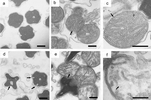 Figure 5. The effect of chromium (VI) in the ultrastructure of sperms of G. coaxans. (a,b,c): control (×20500, ×20500 and ×60000) (d,e,f): exposed to 34.76 mg/L Cr(VI) for 72 h (×20500, ×20500 and ×60000). (M: Mitochondria; N: nucleus). Bar = 500 nm.