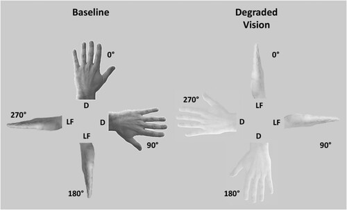 Figure 1. Experimental stimuli. In the Baseline condition the hand images were presented with normal visibility with respect to the background (left panel). In the Degraded Vision condition, the visibility of the hand images with respect to the background was lowered by 60% (right panel). The background was the same in Degraded Vision and Baseline. Both Degraded and Baseline images varied in terms of Perspective (D = dorsum, LF = little finger) and were presented in one out of four orientations (0°, 90°, 180°, 270°). Beyond visibility, the overall configuration of Degraded and Baseline images was the same. Also hand laterality varied across images, but for illustrational purposes only left hands are represented in the figure.