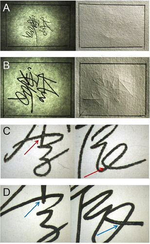 Figure 5. Photosensitive signature stamp impressions ­ge­nerally show no obvious indentations (A) when compared with a handwritten signature with obvious writing indentations on the back of the writing paper (B). The strokes in the photosensitive signature stamp impression (C) were flat and lacked depressions with no obvious three-dimensional effects at the crossing strokes, compared with the handwritten signature (D).