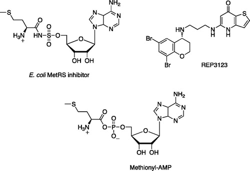 Figure 1. Adenosine analogue E. coli MetRS inhibitor and non-adenosine C. difficile MetRS inhibitor REP3123 and the natural substrate methionyl-AMP.