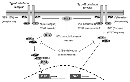 Figure 4. A summary of viral mechanisms that target the JAK-STAT signaling pathway. NS5 and V proteins prevent the activation of TYK2 and JAK1 respectively; V proteins are also involved in STAT sequestration. NS5 and SV5 degrade STAT proteins; C proteins prevent the formation of activated STAT dimers and HCV core proteins induce SOCS expression. ISRE, interferon stimulated response element; GAS, gamma interferon activation site.