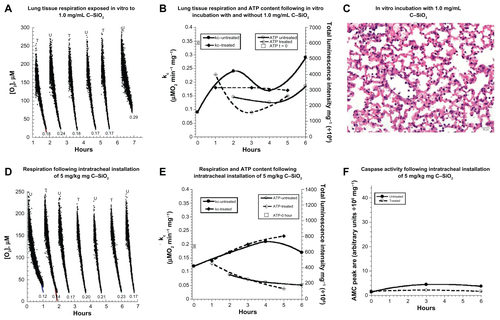 Figure S5 (A–F) Biocompatibility of C–SiO2 with lung respiration, adenosine triphosphate (ATP) content, caspase activity, and histology. (A–C) Lung specimens were incubated in vitro at 37°C in oxygenated Krebs–Henseleit (KH) buffer with and without 1.0 mg/dL C–SiO2. Cellular respiration (A and B) and ATP content (B) were then measured as a function of time, as described on Figure 2. Representative O2 runs are shown in A; the values of kc (μM O2/minute/mg) are shown at the bottom of each run (U, untreated; T, treated). Representative histology (hematoxylin and eosin, 40×) at 4 hours (C) revealed preserved pulmonary architecture. (D–F) Lung specimens were collected 60 minutes after intratracheal instillation of 5 mg/kg C–SiO2 or 150 μL 0.9% NaCl. The samples were then incubated in vitro at 37°C in oxygenated KH buffer. Cellular respiration (D and E), ATP content (E), and caspase activity (F) were then measured as a function of time.