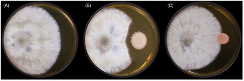 Figure 5. Evaluation of in vitro antagonism by production of diffusible substances by yeasts against the B. cinerea JYC2142 on YPD plate. (A) B. cinerea alone as the control group. (B) Yeasts (right) were antagonistic to B. cinerea (left). (C) Yeasts (right) were not antagonistic to B. cinerea (left).