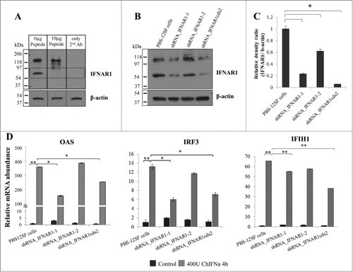 Figure 3. Lentiviral-mediated shRNA silencing of IFNAR1 reduces the mRNA abundance of IFN stimulated genes (ISG) in PBS-12SF cells. (A) Characterization of IFNAR1 antibody by peptide-competition assay. PBS-12SF cellular lysates were loaded on a 12% acrylamide gel and transferred to a PDVF membrane for detection by Western blot. Competition was performed by pre-incubating rabbit polyclonal chicken IFNAR1 antibody with increasing amounts (0, 0.1, 0.5, 1 (not shown) or 10 μg) of the immunizing peptide prior to use in Western blotting. A band at approximately 60 kDa was competed out with increasing amounts of peptide (rectangular box). An additional band at approximately 120 kDa was not competed, suggesting this was a non-specific binding. (B) IFNAR1 expression was knocked down in PBS-12SF cells using 3 shRNAs against IFNAR1. Representative Western blot analyses for IFNAR1 in lysates derived from parental PBS-12SF cells and lentiviral-transduced PBS-12SF cells was performed. β-actin was used as a loading control. (C) The mean intensity of the IFNAR1 protein band in (B) expressed as a ratio of the intensity of β-actin. The results shown are the mean of 2 separate experiments. (D) IFNAR1 knockdown reduces the mRNA abundance of OAS, IRF3 and IFIH1 after 4 hours induction with 400U chIFNα. Mean values and standard deviations of 3 independent experiments are shown. Significance was calculated by Student's t test (*, P ≤ 0.05 and **, P ≤ 0.01).