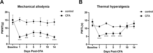 Figure 1 Assessment of behavioral tests in CIP rats. (A) Mechanical allodynia induced by intra-plantar injection of CFA in rats. A significant reduction in paw withdrawal threshold (PWT) of rats (B) Thermal hyperalgesia induced by intra-plantar injection of CFA in rats. A significant decrease in PWT was observed from 1d to 7d after the CFA injection. **P < 0.01, ***P < 0.001, ****P < 0.0001 versus Pre-CFA baseline of rats. Two-way ANOVA with Bonferroni correction for multiple comparisons. Data are represented as mean ± SEM, (n =10).