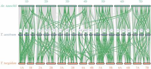 Figure 3. Collinearity diagrams among TaCaM/CML gene members of T. aestivum, T. turgidum, and Ae. Tauschii. Orthologous CML genes mapped onto T. aestivum (chromosomes 1A–7D), T. turgidum (chromosomes 1A-7B), and Ae. Tauschii (chromosomes 1D-7D). Green lines indicate orthologous CaM/CML genes pairs.