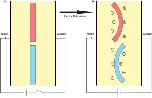 Figure 16. Demonstration of the difference in bending direction of ionic gels with an anionic and cationic polymer network: (a) no electric field is applied and no bending is exhibited, (b) an electric field is applied causing the cationic gel (blue) to bend toward the anode and the anionic gel (red) to bend toward the cathode.