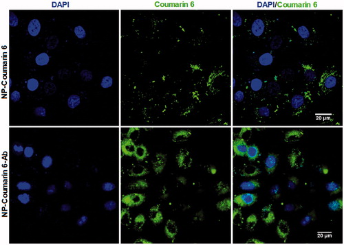 Figure 2. CLSM images of HepG2 cells after 4 h incubation with coumarin 6-loaded NP-Ab (NP-coumarin 6-Ab), and coumarin 6-loaded NP (NP-coumarin 6) at 37 °C. All samples have a coumarin-6 concentration of 2 μg/mL.