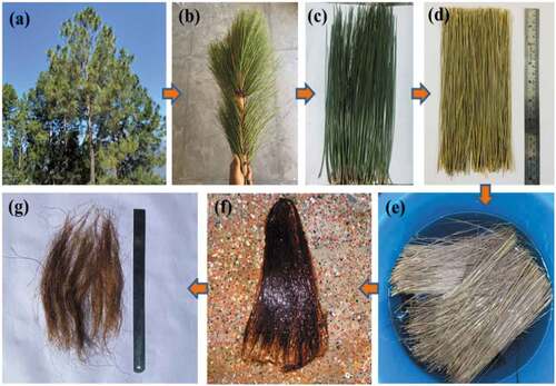 Figure 1. Extraction process. Image of (a) Pinus Roxburghii tree (b) needle with stem (c) before fiber extraction (d) after trimming the top and the bottom portion, (e) soaked in water, (f) extracted fiber (wet stage) and (g) extracted Pinus Roxburghii fiber (dry stage).