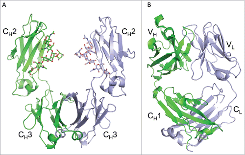 Figure 1. Crystal structures of infliximab Fc domain (A) and Fab domain (B). The Fc dimer is shown in (A), with one heavy chain shown in green and the symmetry-related chain shown in silver. N-linked glycans are shown in stick representation and the CH2 and CH3 sub-domains are labeled. The I212121 form of the Fab domain is shown in (B), with the heavy chain in green and the light chain in silver. Variable (VH and VL) and constant (CH1 and CL) regions are labeled.