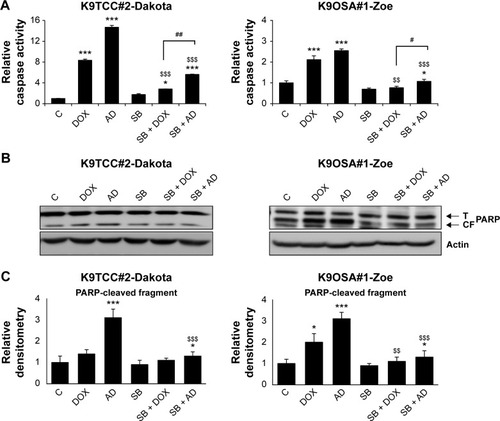 Figure 5 The inhibition of the p38 signaling pathway reduced AD198 (AD)- and DOX-induced apoptosis in tested K9TCC and K9OSA cell lines in vitro.