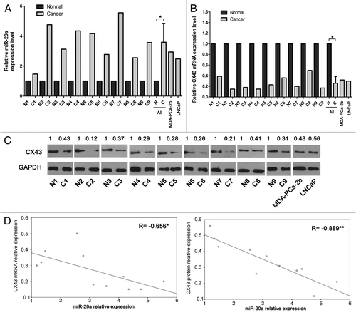 Figure 1. MiR-20a is highly expressed and inversely correlated with CX43 in prostate cancer tissues and cell lines. (A-C) The expression level of miR-20a (A), CX43 mRNA (B) and CX43 protein level (C) were measured in nine pairs of prostate tissues, MDA-PCa-2b and LNCaP cell lines by real-time qRT-PCR and western blot with U6 snRNA, β-actin or GAPDH as the control. The expression of miR-20a and CX43 mRNA were determined by triplicate measurements for each sample and were quantified using the 2-ΔΔCt method. Representative western photos were shown. The expression level in normal tissues is set to 1. Student′s t test were performed to analyze the significance of differences between sample means. *, p < 0.05. (D-E) The correlation of CX43 mRNA and miR-20a levels (D, r = -0.656) and CX43 protein and miR-20a levels (E, r = -0.889) are shown. *, p < 0.05, **, p < 0.01.