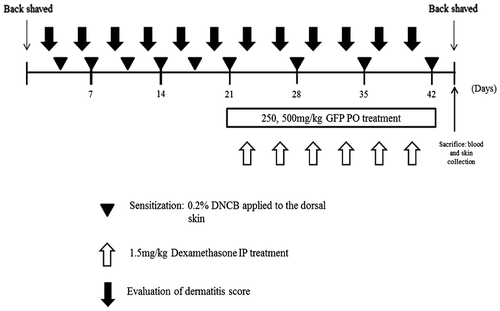 Fig. 1. Schematic diagram of the experimental protocol.Note: Mice were divided into seven groups. To induce AD-like skin lesions, 0.2% DNCB was applied to the dorsal skin.