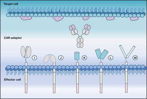 Figure 3. Depicted is a modular CAR (modCAR) engineered effector cell with diverse ECDs able to target a CAR adaptor molecule (CAR-adaptor), here represented by an IgG. (i) scFv-ECD | (j): FcR-ECD | (k) and (l) monomeric and dimeric avidin-ECD require a biotinylated CAR-AM to enable antigen targeting | (m) leucine zipper.