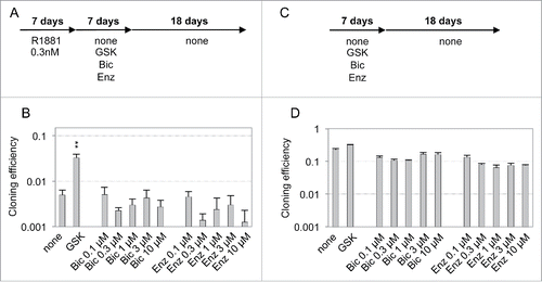 Figure 3. Ineffectiveness of AR antagonists to reverse dormancy established after a transient exposure to R1881. (A and C) Schemes of the experimental design for AR antagonist treatments. (B and D) Cloning efficiencies of the cells cultured as indicated. Values are the mean ± sd of 2 independent experiments. Only GSK (8 mM GSH, 0.2 µM SB50512 and 0.2 µM K02288) treatment displayed a significant effect on the reversal of androgen-induced dormancy (black asterisks).