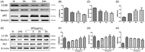 Figure 6. Effect of SPJ on microglial autophagy in LPS-induced BV2 cells. (A) Representative immunoblot bands of LC3B, Beclin1 and p62 in cells after stimulation by LPS. (E) Representative immunoblot bands of LC3B, Beclin1 and p62 in cells upon a SPJ protection for 12 h followed by LPS stimulation. (B–D, F–H) Quantification of LC3B, Beclin1 and p62 after normalisation to β-actin. *p < 0.05, **p < 0.01 vs. control group; #p < 0.05, ##p < 0.01 vs. LPS group.