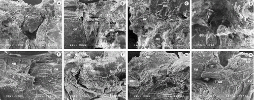 Figure 4. SEM micrographs of the defect area in SR group (A) and (E), SC group (B) and (F), CC group (C) and (G) and AC group (D) and (H) two weeks (up) and eight weeks (down) after the defect was made. Immature bony callus (BC), old bone (OB), new bone (NB), connective tissue (CT), residual material (BO).