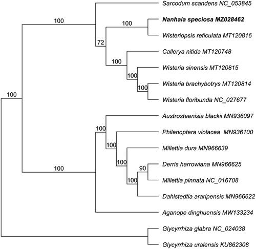 Figure 1. Maximum-likelihood (ML) tree N. speciosa and other 15 species. Numbers on the branch indicated the bootstrap values after 1000 replicates.