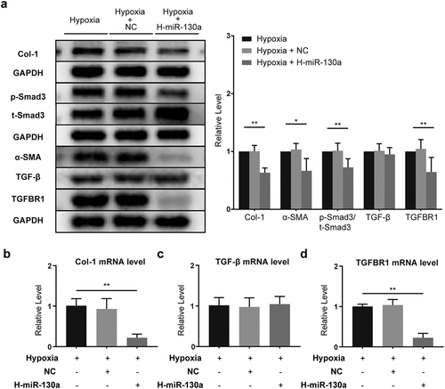 Figure 6. miR-130a’s impact on TGF-β/Smad signaling in CFs under hypoxia. (a) Col-1, p-Smad3, t-Smad3, α-SMA, TGF-β, and TGFBR1 protein levels in CFs under hypoxia, as determined with Western blot (n = 6 per group). (b-d) Col-1, TGF-β, and TGFBR1 mRNA levels in CFs under hypoxia, as determined with rt-PCR (n = 6 per group).