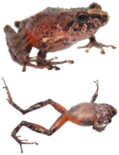 Figura 17. Pristimantis sambalan sp. nov., en vivo. Vista dorsal y ventral del holotipo DHMECN 12251, hembra adulta, LRC: 21.5 mm.