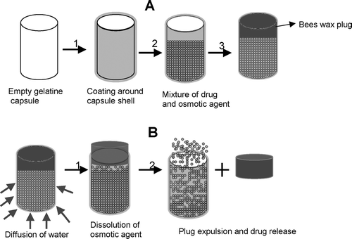 FIGURE 1 Key steps involved in formulation and release of propranolol hydrochloride osmotic capsular system. A(1) Semipermeable membrane coating; (2) drug and osmotic agent filling; (3) plug placement. B(1) Diffusion of water from the sink, dissolution of the osmotic agent, simultaneous build up of osmotic, and hydrostatic pressures inside the capsule; (2) plug expulsion and start of drug release.