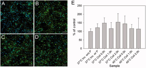 Figure 4. Fluorescent images of cortical neurons stained for neurofilament (green, RT97) and nuclei (blue, DAPI) 24 h after exposure to the corresponding heating dosage. (A) Control without (37 °C inc. w/o P) and (B) with (37 °C inc. w/P) nanoparticles and cultures heated by magnetic stimulation for 2 h at (C) 37 °C (37 °C coil 2.0 h), and (D) 45 °C (45 °C coil 2.0 h). Each image is a composite of four images stitched together. All images were captured using a 40× objective lens. Scale bar represents 50 μm. (E) Neurofilament percentage area for cultures shown in A–B and other cultures heated to 37 °C or 45 °C for 0.5 h and 1 h. All images are statistically similar (n = 6, error bar represents one standard deviation), indicating no reduction in neurite processes as a function of time and temperature of heating process. For interpretation of the references to colour in this figure legend, the reader is referred to the web version of this article at www.informahealthcare.com.