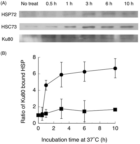 Figure 2. (A) Western blots of Ku80 bound HSP72, HSC73 and Ku80. (B) Ratios of Ku80 bound HSC73 (●) and HSP72 (■) following co-immunoprecipitation of nuclear extracts from hybrid cells with a Ku80 antibody. Hybrid cells were treated at 44 °C for 15 min, then cultured at 37 °C for the indicated time periods. Band densities were measured from photographs by a densitometer. Data are the average of two independent experiments. Error bars show the range.