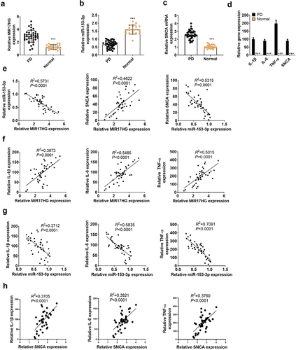 Figure 1. Expression features of LncRNA MIR17HG and miR-153-3p in PD patients.
