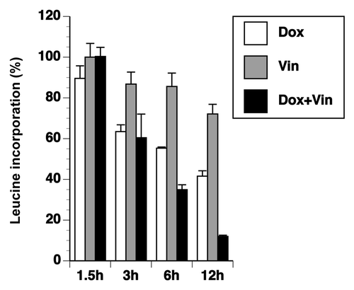 Figure 4. Doxorubicin and vincristine affects incorporation of leucine. Cells were exposed to doxorubicin, vincristine, or both for various times as indicated. [3H]-leucine was added for the final 30 min. The level of radioactive incorporation was quantitated using liquid scintillation.