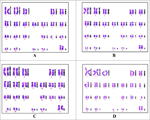 Figure 5. Chromosomes from Walvax-2 cell banks. Walvax-2 cells were incubated 1 day post-subculture, after which the colcemid and then Giemsa banded karyotype analyses were carried out. Pictures were the karyotype of Walvax-2 cells at the 6th (A), 14th (B), 20th (C) and 38th (D) passages