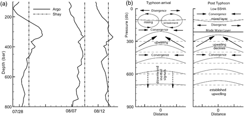 Fig. 7 (a) The upwelling height derived from density profiles (solid curve) and by Shay's formula (dashed) on 28 July, 7 August and 12 August. (b) The scheme of the ocean's responses includes typhoon passage processes and post-typhoon processes. The solid arrows indicate the convergent upwelling flow, and the dashed arrows indicate the downward propagating inertial signals.