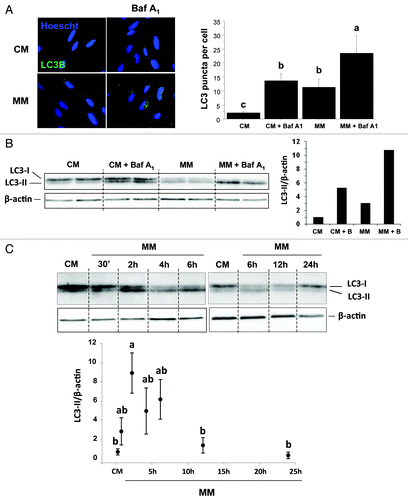 Figure 1. Effect of serum- and AA-withdrawal on autophagosome formation in trout myoblasts. Four-day-old cells were incubated in a serum- and amino acid-rich (complete medium, CM) or -deprived medium (minimal medium, MM) with or without bafilomycin A1 (Baf A1). (A) Immunolocalization of LC3B (green) was performed after 4 h incubation as described in Materials and Methods. Nuclei were stained with Hoescht (blue). Graph represents the quantification of the number of LC3 puncta per cell. Results are expressed as means ± SEM, n = 4–5 (mean of 4–5 replications) and were analyzed by one-way ANOVA followed by Student Newman–Keuls test for multiple comparison (p < 0.05). Different letters represent significantly different values. (B) After 4 h incubation, cell lysates (10 µg) were analyzed by western blot with an anti-LC3B antibody. β-actin was used as loading control. The ratio of LC3-II to β-actin is shown quantitatively as a graph. (C) Cells were incubated in a serum- and amino acid-rich (complete medium, CM) or -deprived medium (minimal medium, MM) for 0.5, 2, 4, 6, 12, 24 h. Cell lysates (10 µg) were analyzed by western blot with the indicated antibodies. A representative blot is shown. Graphs represent the ratio of LC3-II to β-actin. Results are means ± SEM, n = 3 (mean of 3 replications) and were analyzed using one way ANOVA followed by the Student Newman–Keuls test for multiple comparisons (p < 0.05). Different letters represent significantly different values.