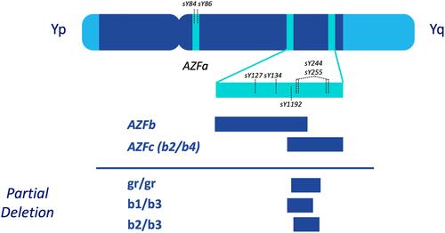 Figure 1 Schematic representation of the Y chromosome and male-specific region microdeletions. Pseudoautosomal regions (PAR1 and PAR2) are represented by light blue areas. Locations of STS primers presently recommended for microdeletion identification (ie sY84) are indicated by vertical dashed lines. Partial deletions of the AZFc (b2/b4) subregion are denoted by gr/gr, b1/b3, and b2/b3.